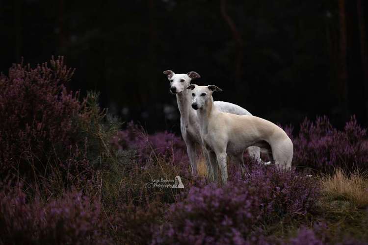Hundeauslaufgebiet-Katja Budnikov Photography-Bild