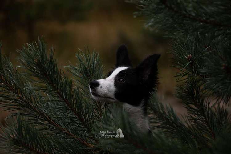 Hundeauslaufgebiet-Katja Budnikov Photography-Bild