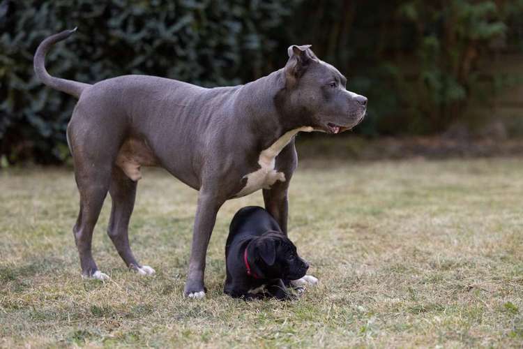 Hundeauslaufgebiet-Katja Budnikov Photography-Bild