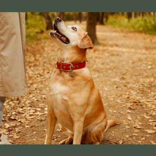 Hundeauslaufgebiet-Dogtraining Paw & Hand-Bild