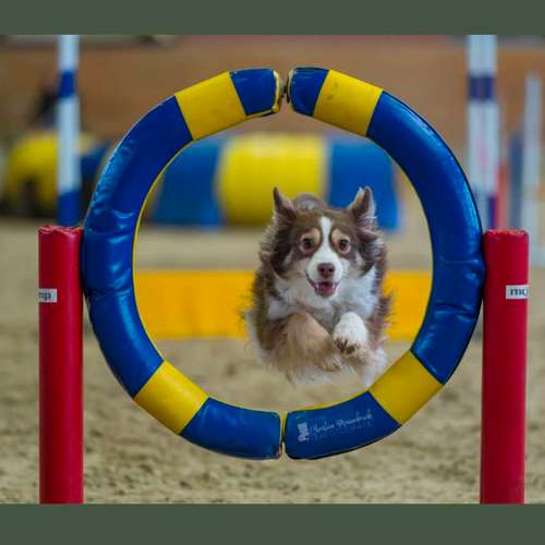 Hundeauslaufgebiet-Dogtraining Paw & Hand-Bild