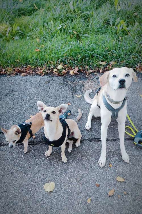 Hundeauslaufgebiet-Hundherum bestens versorgt-Bild