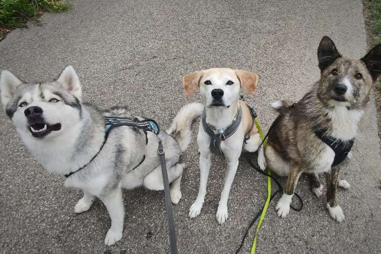 Hundeauslaufgebiet-Hundherum bestens versorgt-Bild