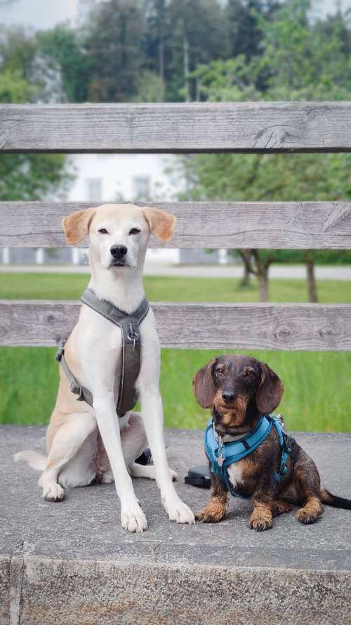 Hundeauslaufgebiet-Hundherum bestens versorgt-Bild
