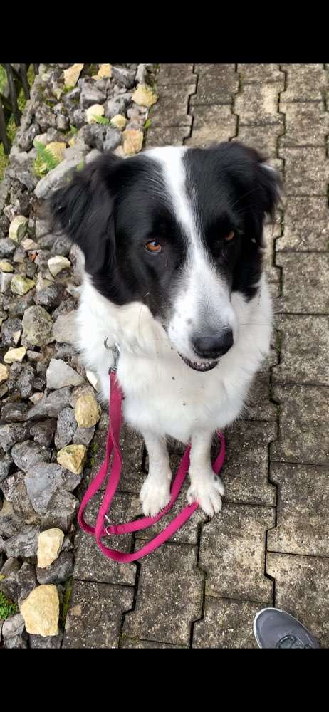 Hundeauslaufgebiet-Tierarztpraxis Bucher-Bild