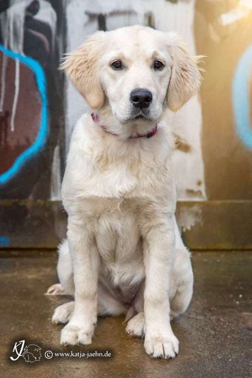 Hundeauslaufgebiet-Katja Jähn - Mobile Hundeschule Glauchau-Bild