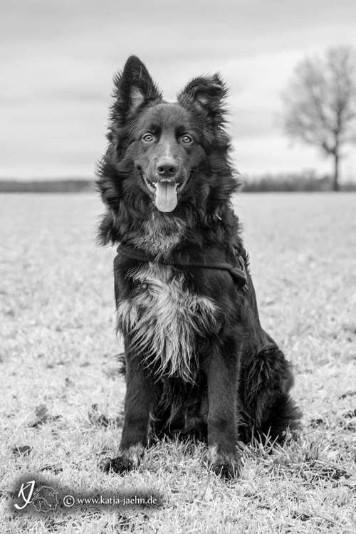 Hundeauslaufgebiet-Katja Jähn - Mobile Hundeschule Glauchau-Bild