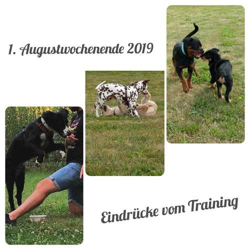 Hundeauslaufgebiet-Katja Jähn - Mobile Hundeschule Glauchau-Bild