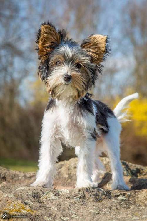 Hundeauslaufgebiet-Katja Jähn - Mobile Hundeschule Glauchau-Bild