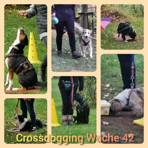 Hundeauslaufgebiet-Katja Jähn - Mobile Hundeschule Glauchau-Bild