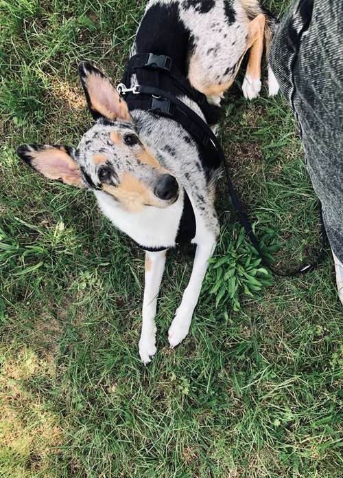 Hundeauslaufgebiet-Alexa & die Hunde-Bild