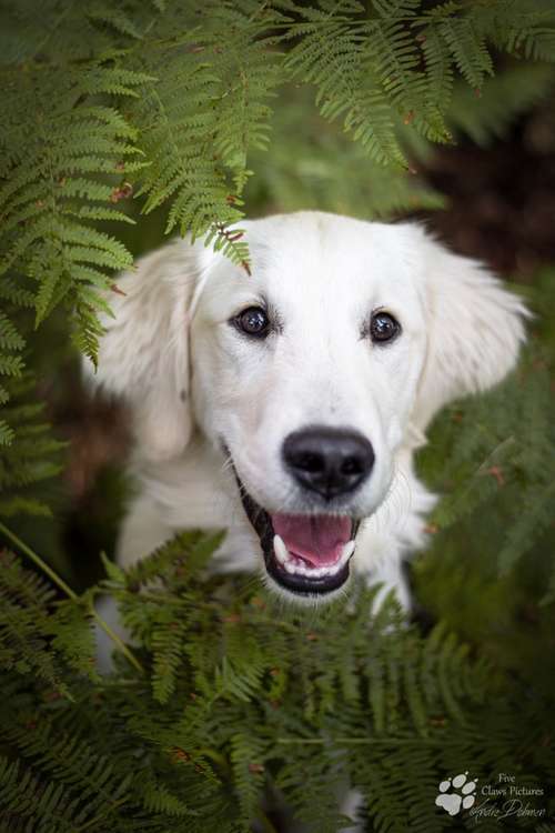 Hundeauslaufgebiet-Five Claws Pictures-Bild