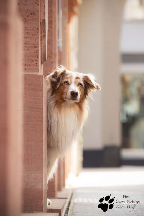 Hundeauslaufgebiet-Five Claws Pictures-Bild