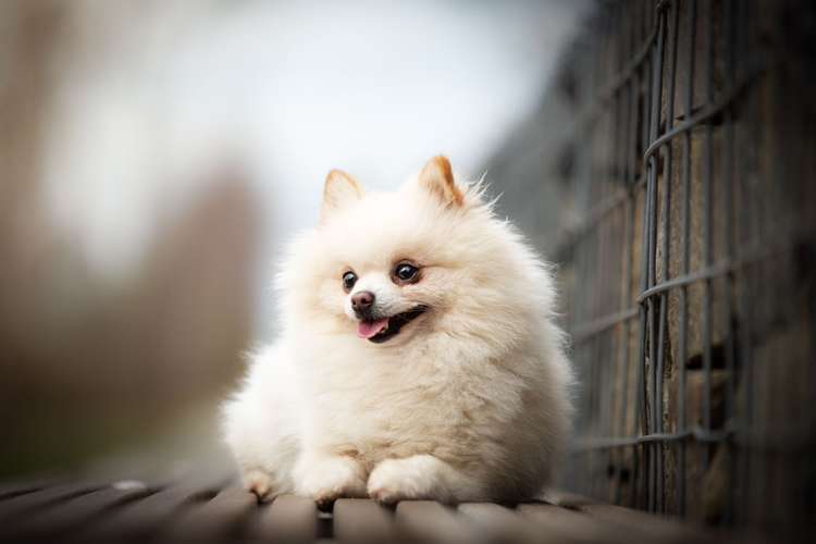 Hundeauslaufgebiet-Five Claws Pictures-Bild