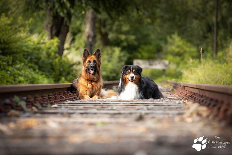 Hundeauslaufgebiet-Five Claws Pictures-Bild