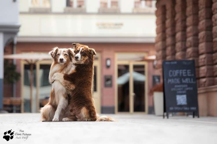 Hundeauslaufgebiet-Five Claws Pictures-Bild