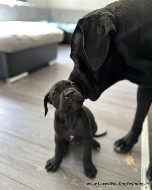 Hundeauslaufgebiet-Lave's Way Dog Training-Bild