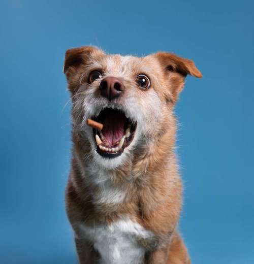 Hundeauslaufgebiet-Schnutenkunst Tierfotografie-Bild