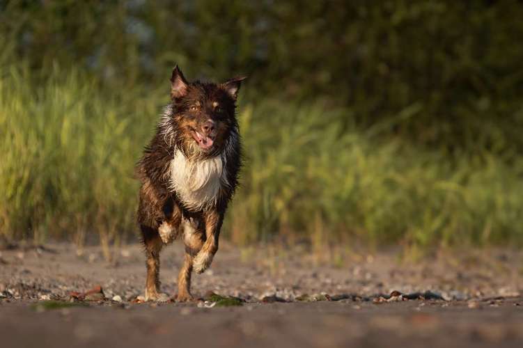 Hundeauslaufgebiet-Schnutenkunst Tierfotografie-Bild