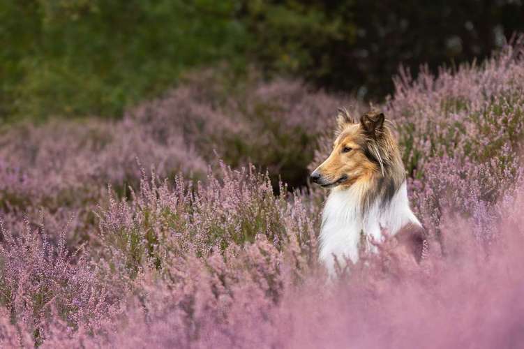 Hundeauslaufgebiet-Schnutenkunst Tierfotografie-Bild