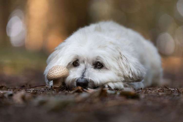 Hundeauslaufgebiet-Schnutenkunst Tierfotografie-Bild