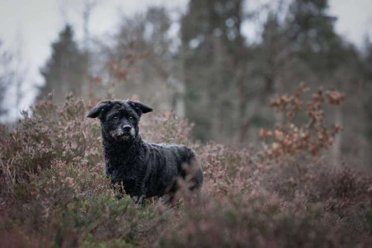 Hundeauslaufgebiet-Schnutenkunst Tierfotografie-Bild