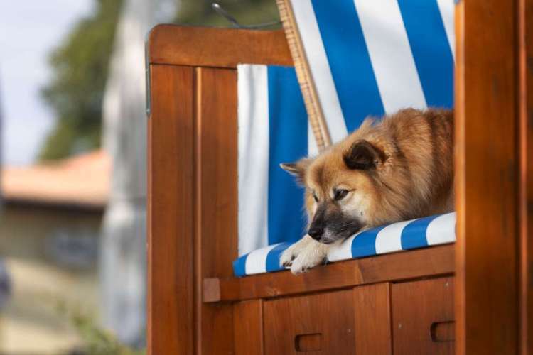 Hundeauslaufgebiet-Schnutenkunst Tierfotografie-Bild