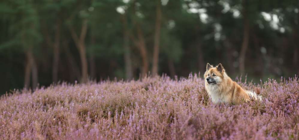 Hundeauslaufgebiet-Schnutenkunst Tierfotografie-Bild