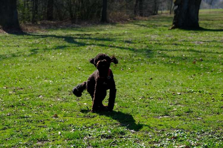 Hundeauslaufgebiet-Hund im Kopf - Kerstin Gerstenberger-Bild