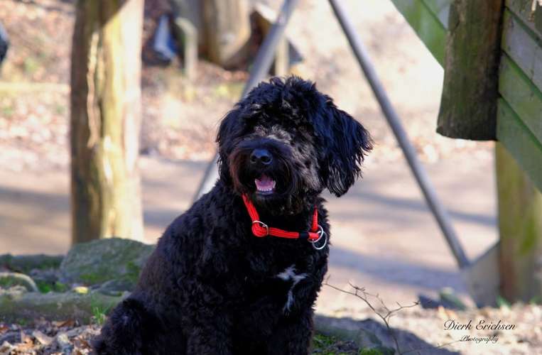 Hundeauslaufgebiet-Hund im Kopf - Kerstin Gerstenberger-Bild