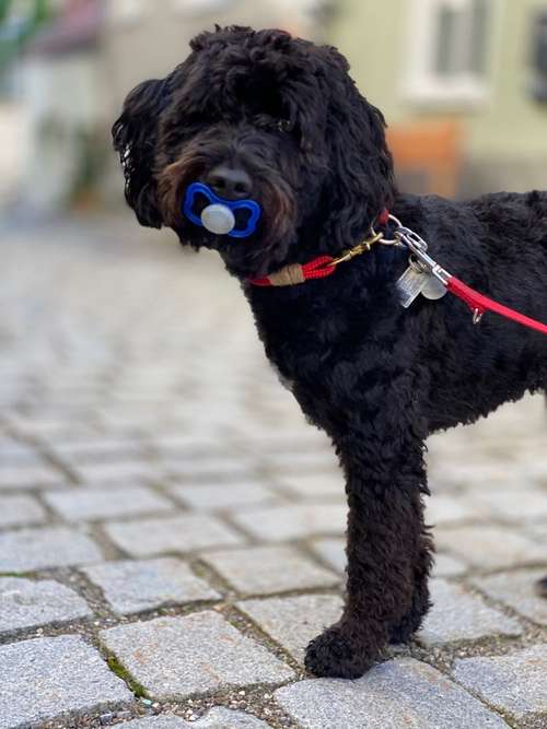 Hundeauslaufgebiet-Hund im Kopf - Kerstin Gerstenberger-Bild