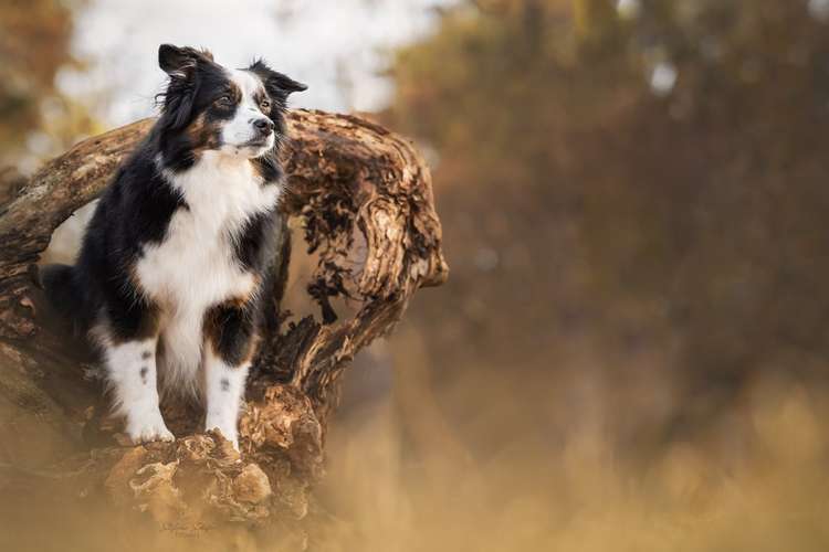 Hundeauslaufgebiet-Stefanie Schäfer Fotografie-Bild