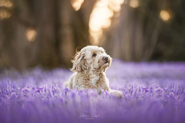 Hundeauslaufgebiet-Stefanie Schäfer Fotografie-Bild