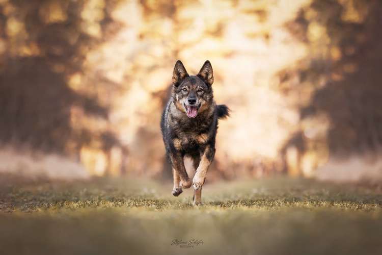 Hundeauslaufgebiet-Stefanie Schäfer Fotografie-Bild