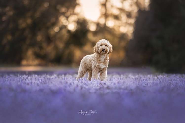 Hundeauslaufgebiet-Stefanie Schäfer Fotografie-Bild