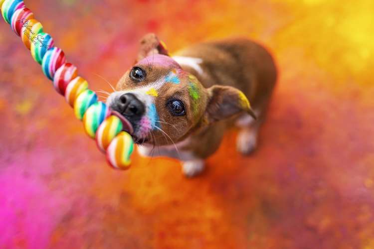 Hundeauslaufgebiet-Stefanie Schäfer Fotografie-Bild