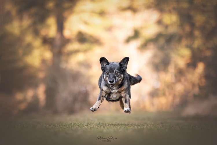 Hundeauslaufgebiet-Stefanie Schäfer Fotografie-Bild