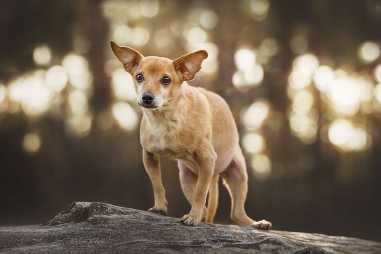 Hundeauslaufgebiet-Stefanie Schäfer Fotografie-Bild