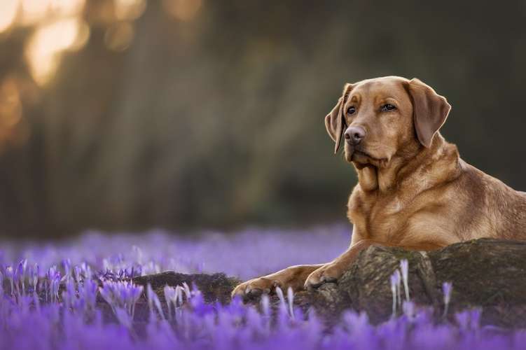 Hundeauslaufgebiet-Stefanie Schäfer Fotografie-Bild