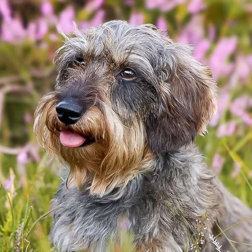 Hundeauslaufgebiet-Dr. Dorothee Petermann-Bild