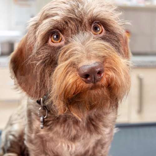 Hundeauslaufgebiet-Dr. Dorothee Petermann-Bild