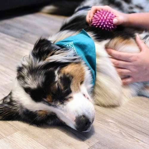 Hundeauslaufgebiet-Pawlou GbR-Bild