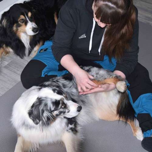 Hundeauslaufgebiet-Pawlou GbR-Bild