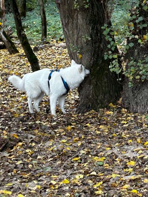 Hundeauslaufgebiet-Teamgerecht mit Hund-Bild