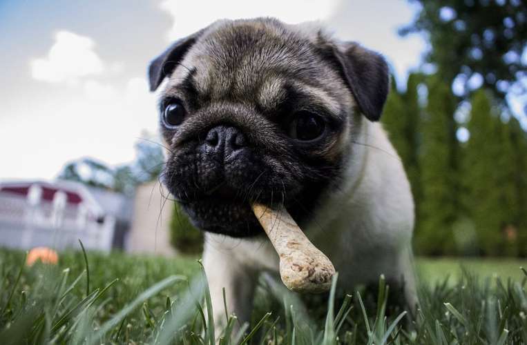 Hundeauslaufgebiet-Teamgerecht mit Hund-Bild