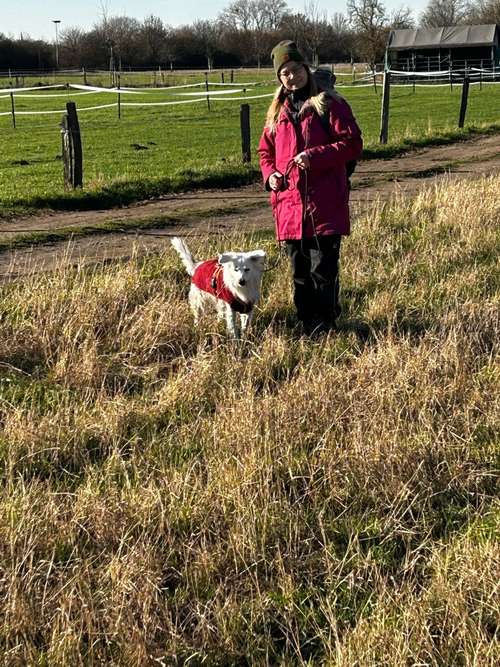 Hundeauslaufgebiet-Teamgerecht mit Hund-Bild