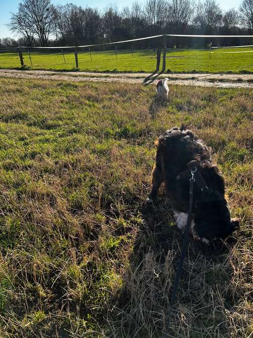 Hundeauslaufgebiet-Teamgerecht mit Hund-Bild