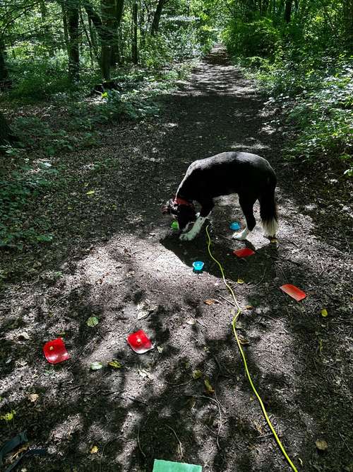 Hundeauslaufgebiet-Teamgerecht mit Hund-Bild