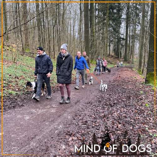 Hundeauslaufgebiet-Mind of Dogs-Bild