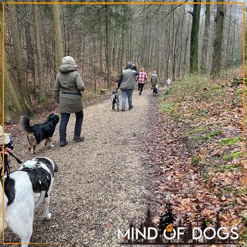 Hundeauslaufgebiet-Mind of Dogs-Bild